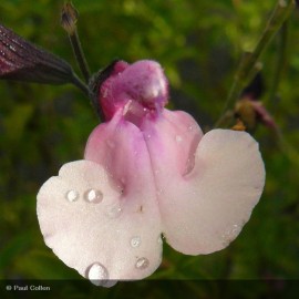 SALVIA microphylla Dancing Dolls