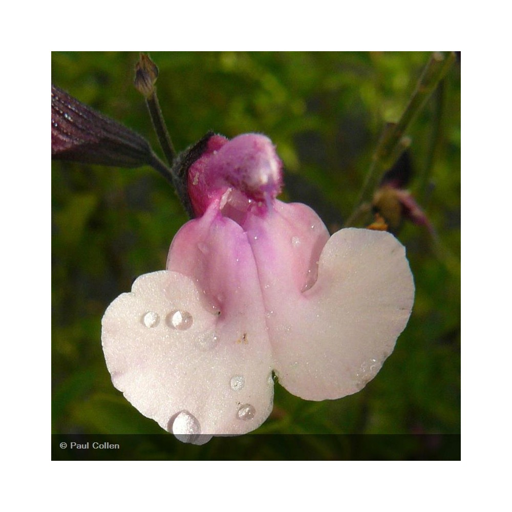 SALVIA microphylla Dancing Dolls