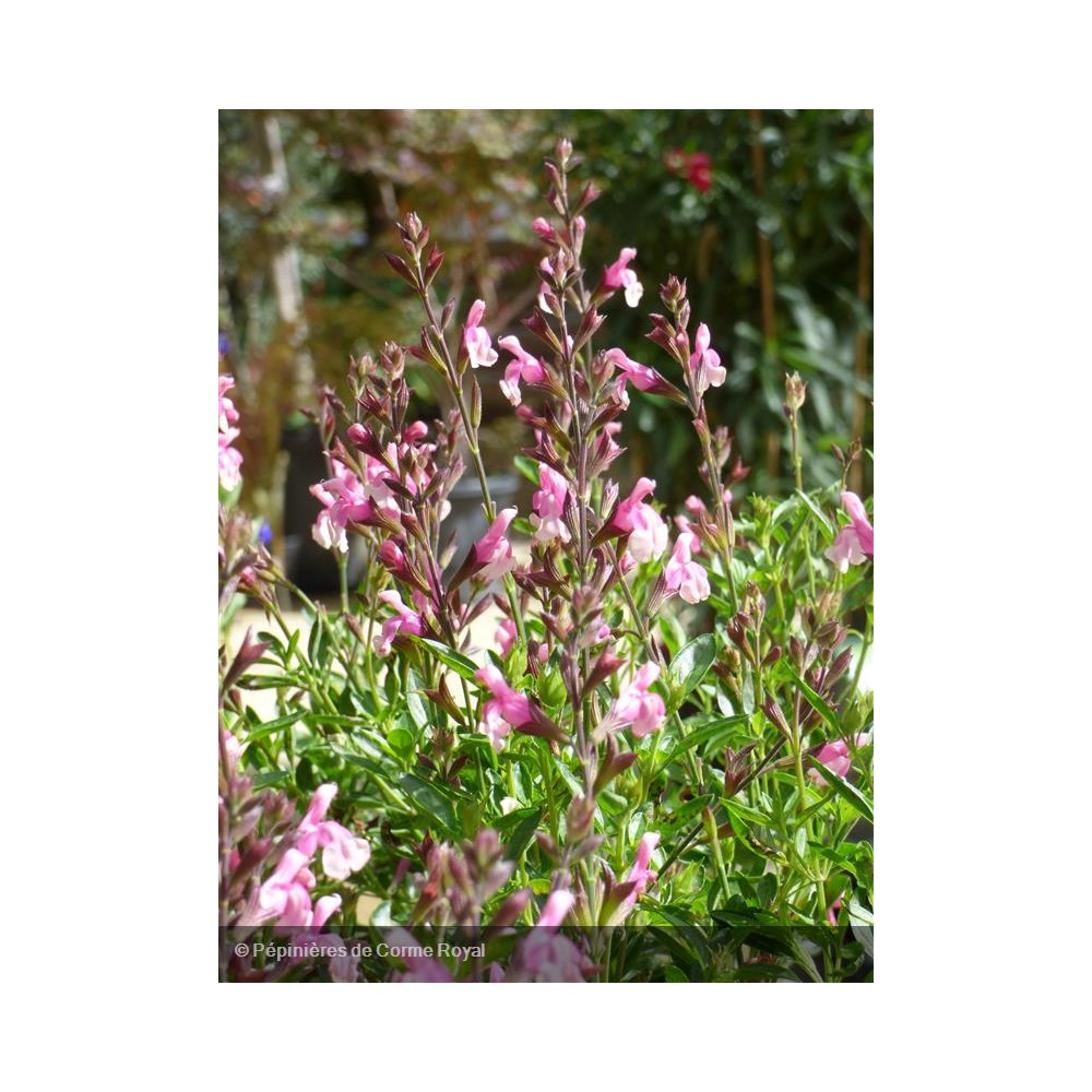 SALVIA microphylla Shell Dancer