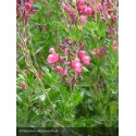 SALVIA microphylla Arctic Blaze® Fuchsia