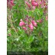 SALVIA microphylla Arctic Blaze® Fuchsia