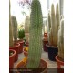 STENOCEREUS thurberi