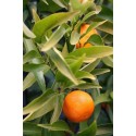 CITRUS clementina