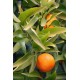 CITRUS clementina