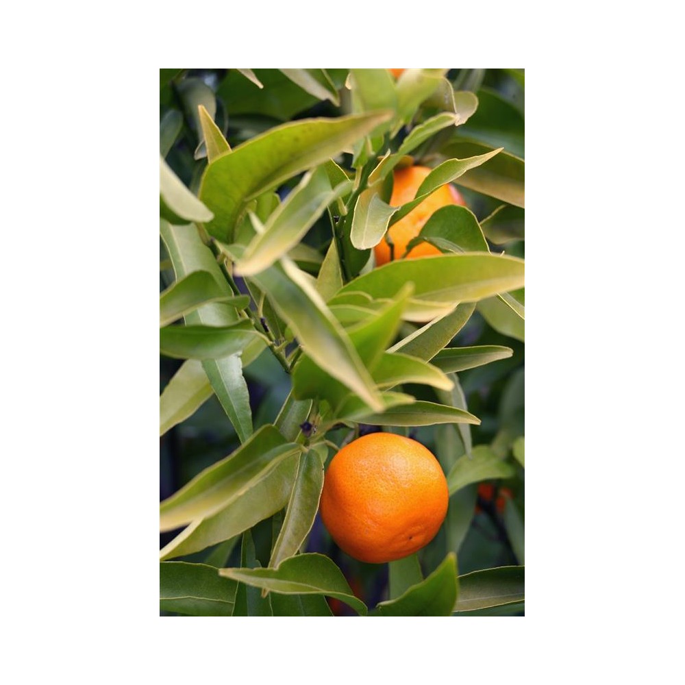 CITRUS clementina