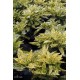 AUCUBA japonica Crotonifolia Aurea
