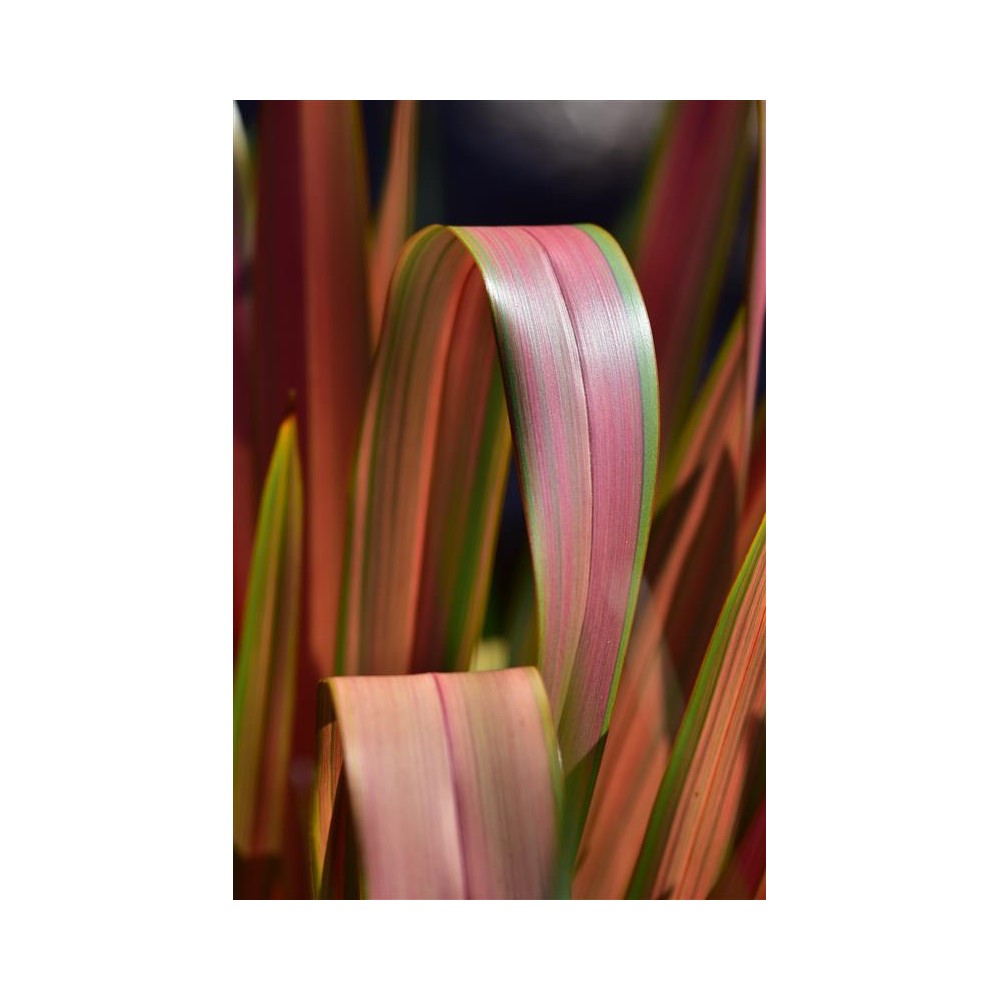 PHORMIUM Jester