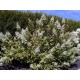 HYDRANGEA paniculata Grandiflora