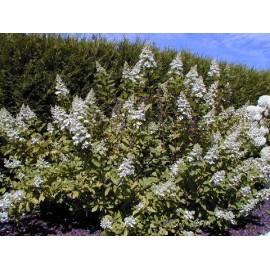 HYDRANGEA paniculata Grandiflora