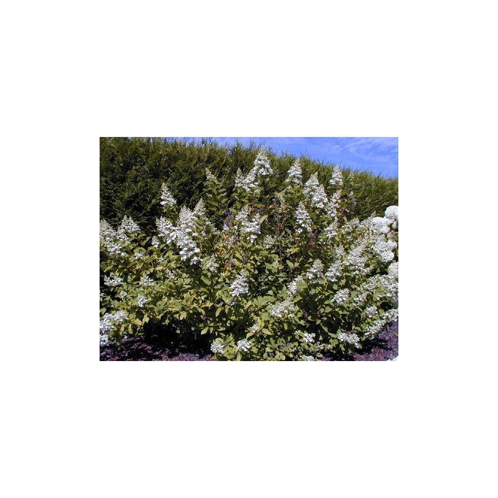 HYDRANGEA paniculata Grandiflora
