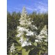 HYDRANGEA paniculata Grandiflora