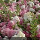 HYDRANGEA paniculata Vanille Fraise®