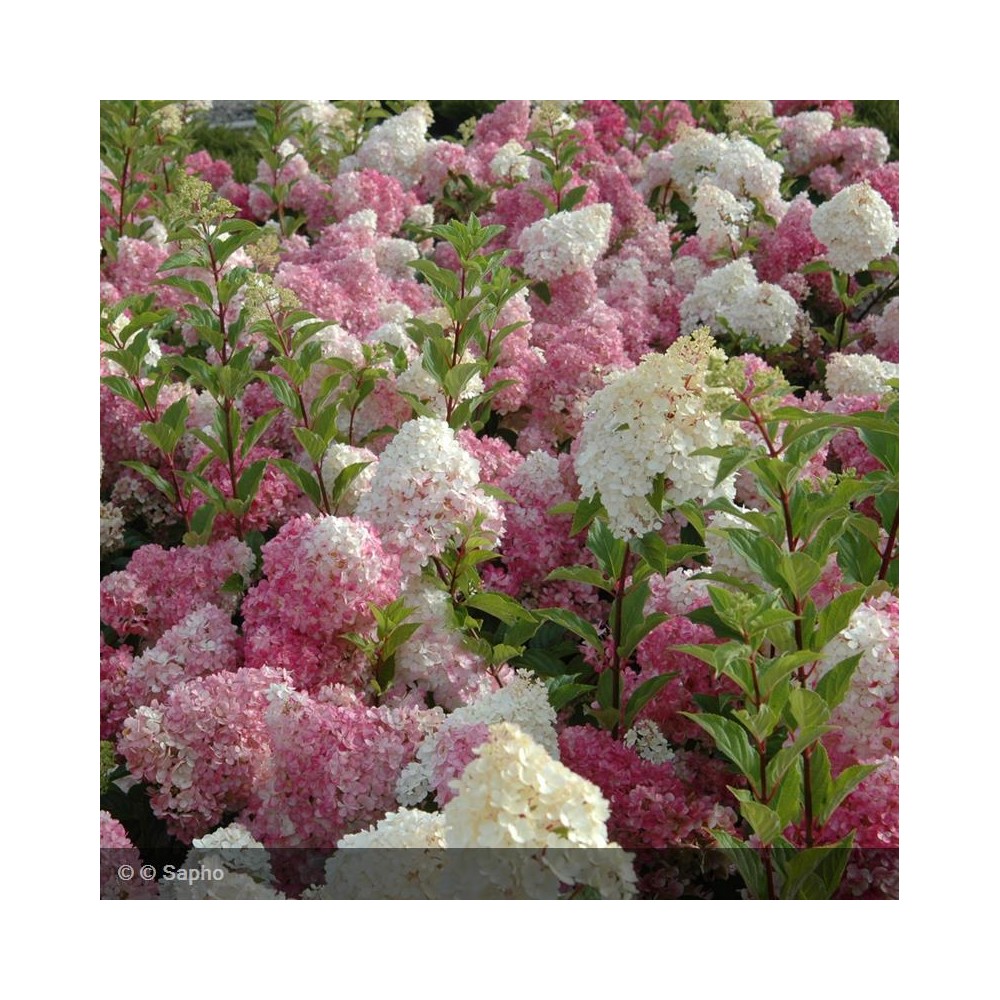 HYDRANGEA paniculata Vanille Fraise®