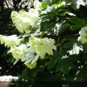 HYDRANGEA quercifolia Snow Queen