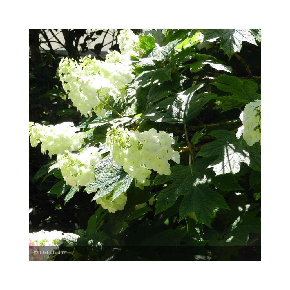 HYDRANGEA quercifolia Snow Queen