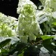 HYDRANGEA quercifolia Snow Queen