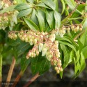 PIERIS japonica Forest Flame