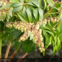 PIERIS japonica Forest Flame