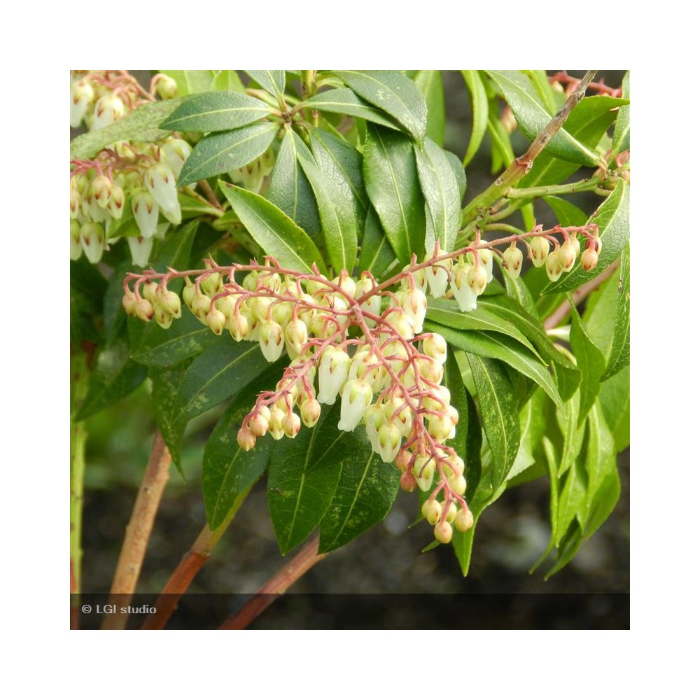 PIERIS japonica Forest Flame