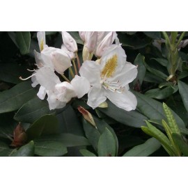 RHODODENDRON Hybride