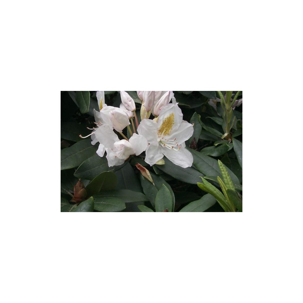 RHODODENDRON Hybride