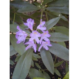 RHODODENDRON Pontique