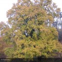 ACER campestris