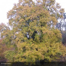 ACER campestris