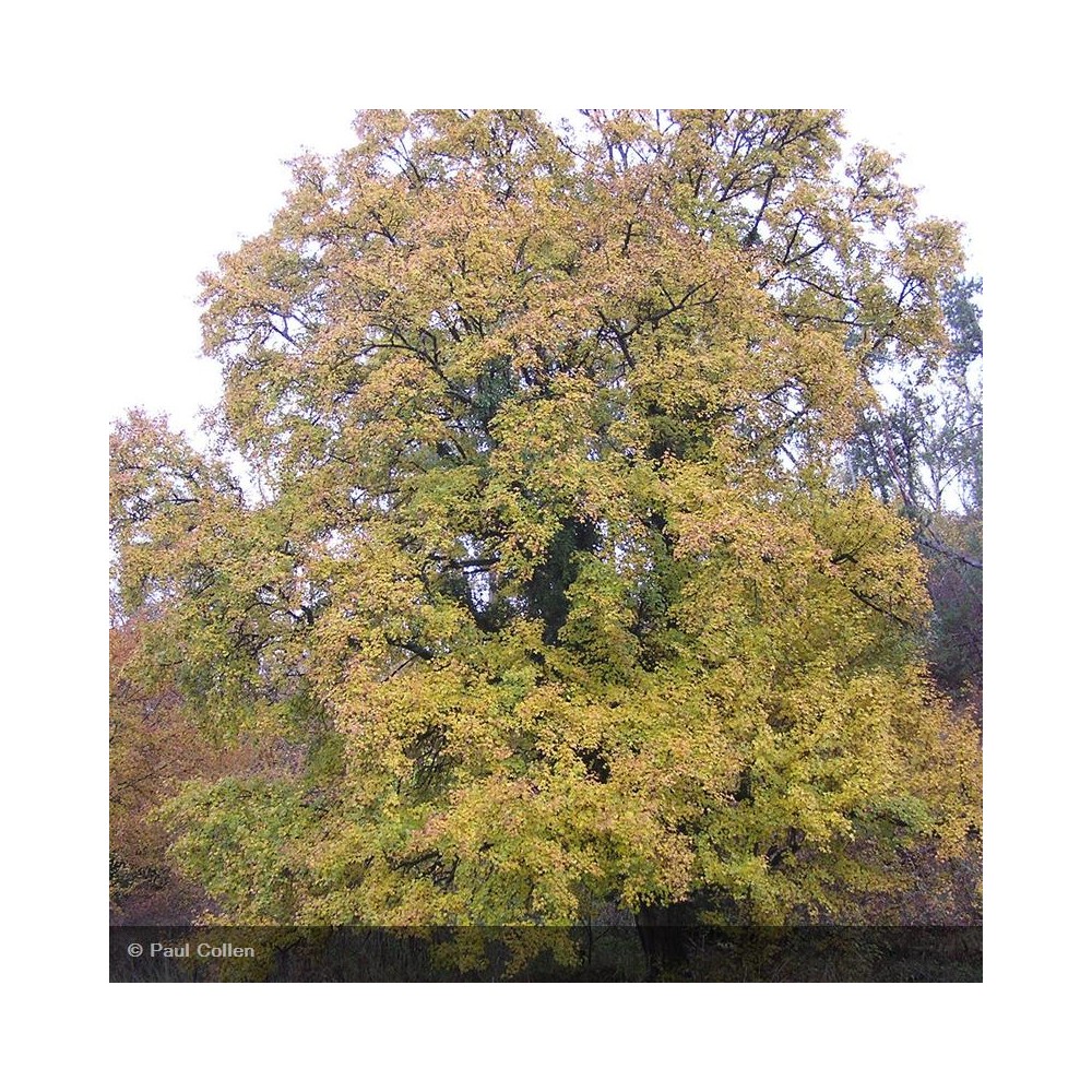 ACER campestris