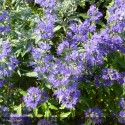 CARYOPTERIS x clandonensis Heavenly Blue