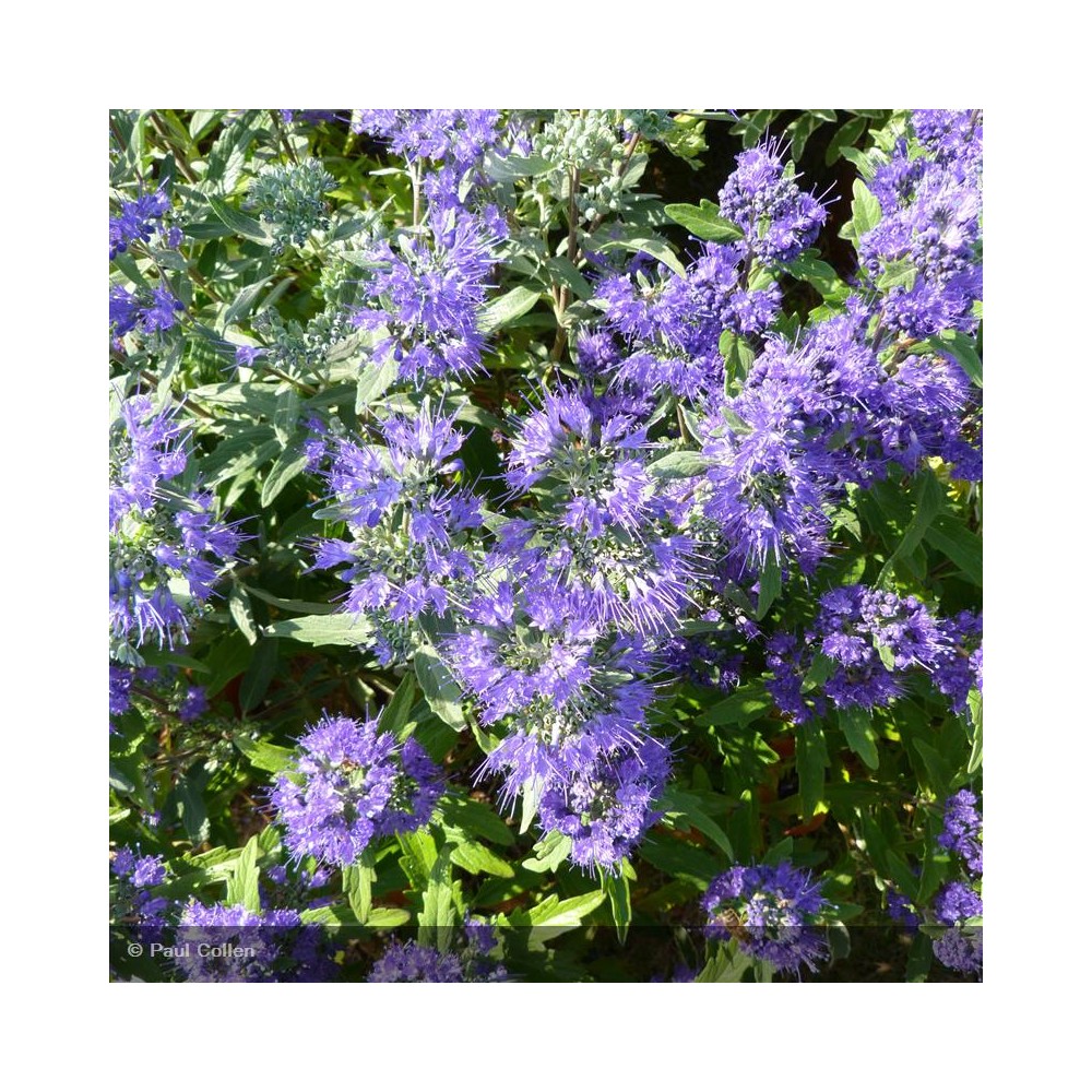 CARYOPTERIS x clandonensis Heavenly Blue