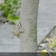 BETULA utilis