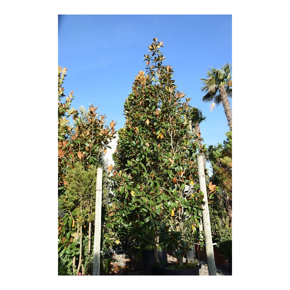 MAGNOLIA grandiflora Galissonniensis SPECIMEN