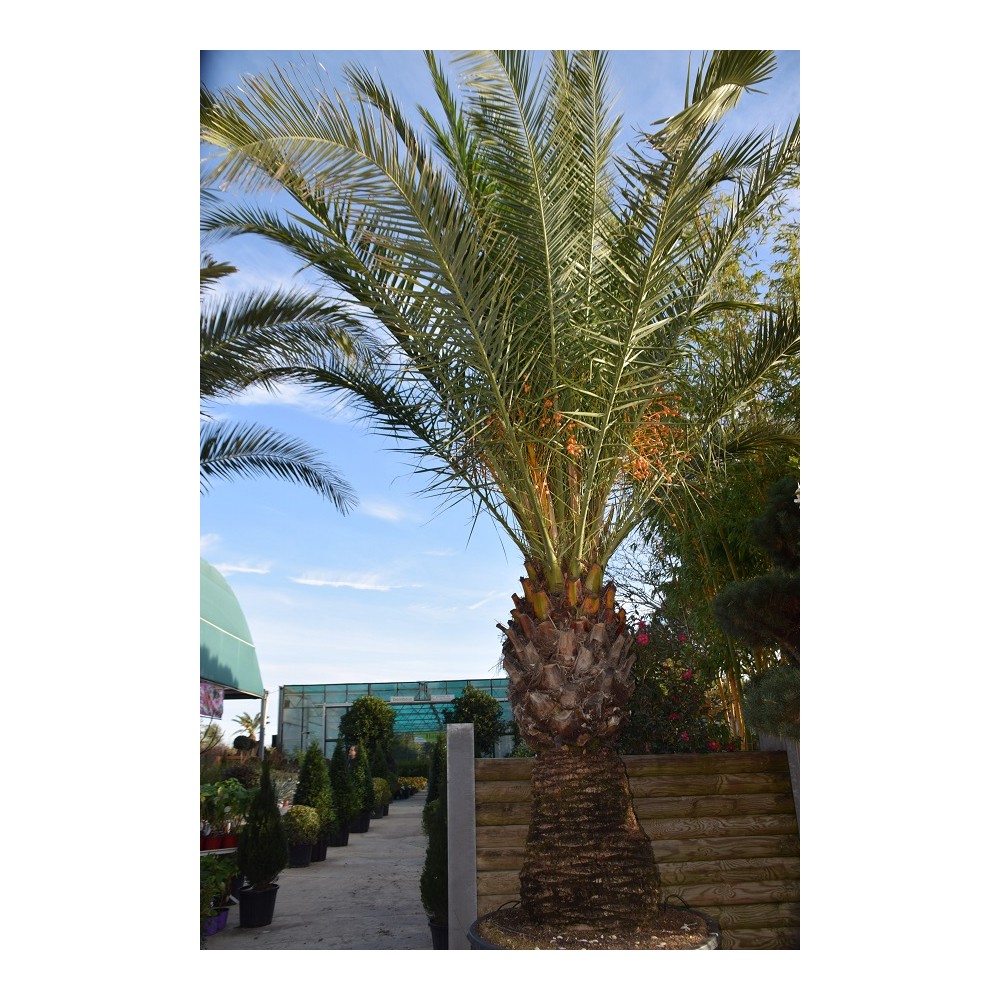 PHOENIX canariensis SPECIMEN