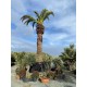 PHOENIX canariensis SPECIMEN