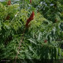 RHUS typhina