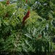 RHUS typhina