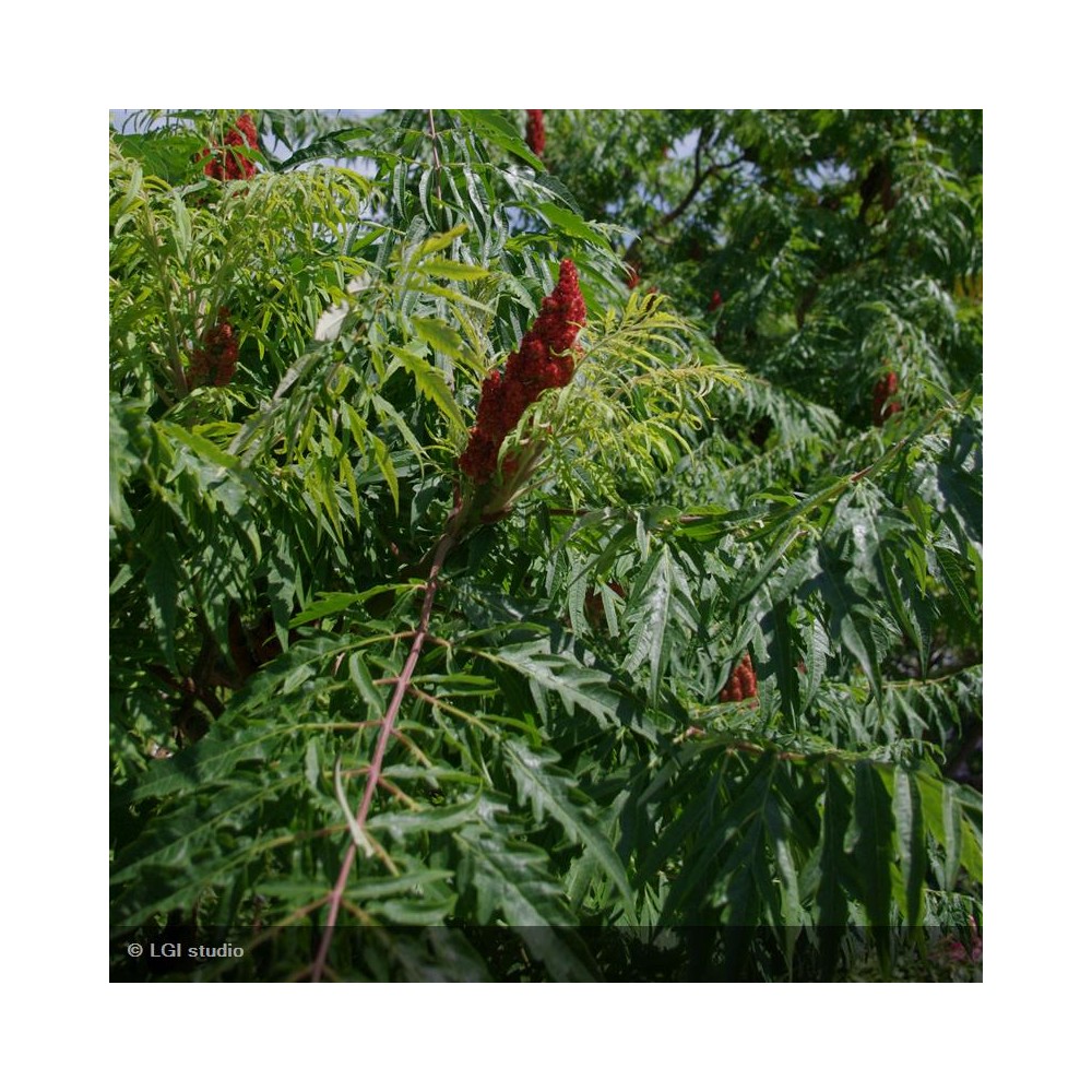 RHUS typhina
