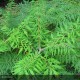RHUS typhina