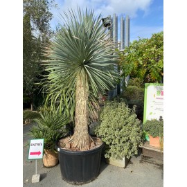 YUCCA rostrata SPECIMEN