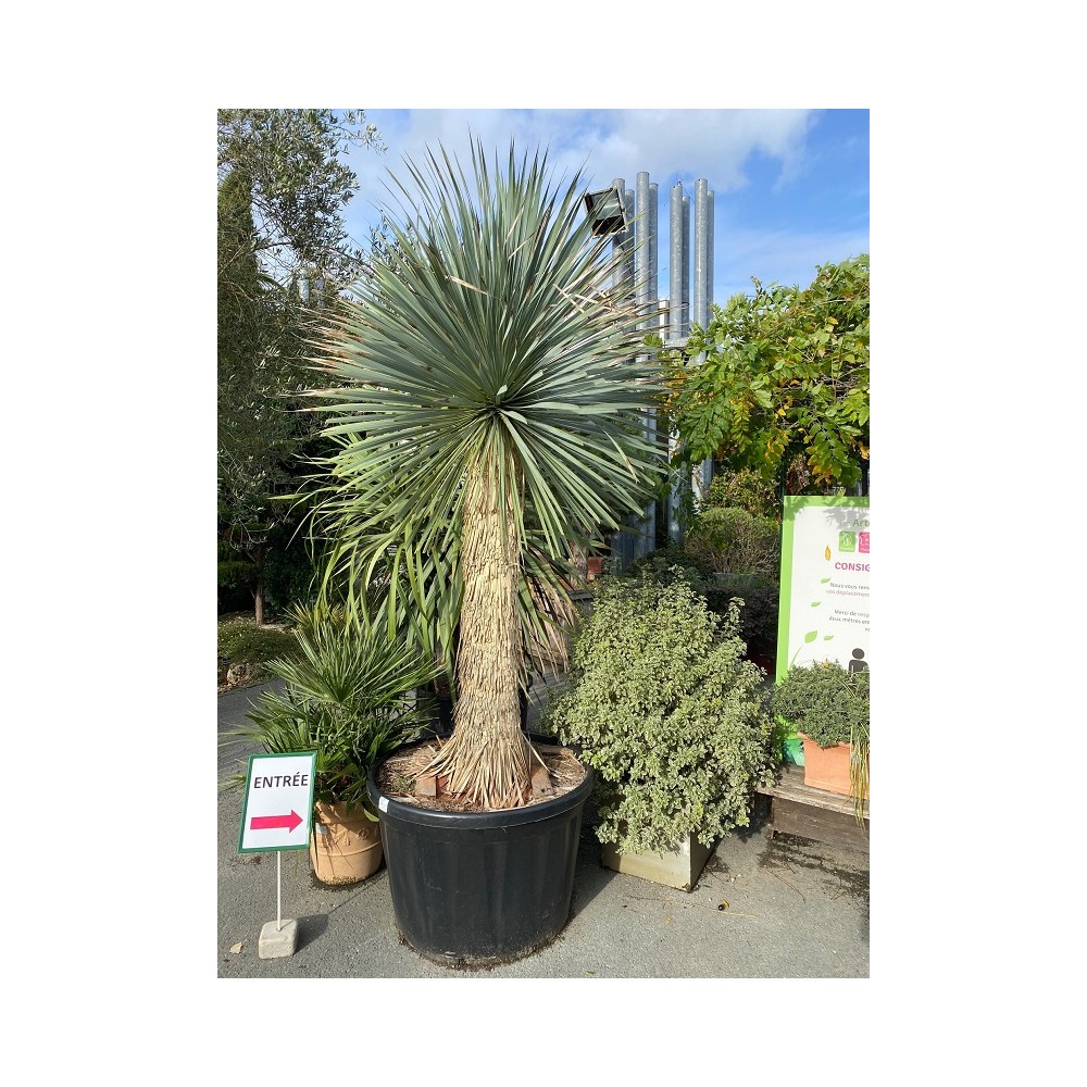 YUCCA rostrata SPECIMEN