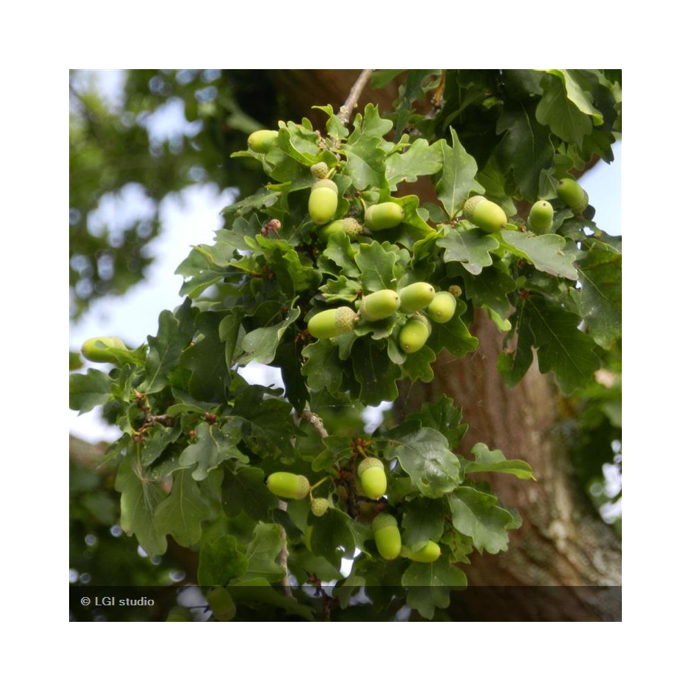 QUERCUS robur