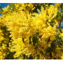 ACACIA dealbata