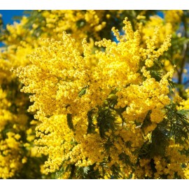 ACACIA dealbata