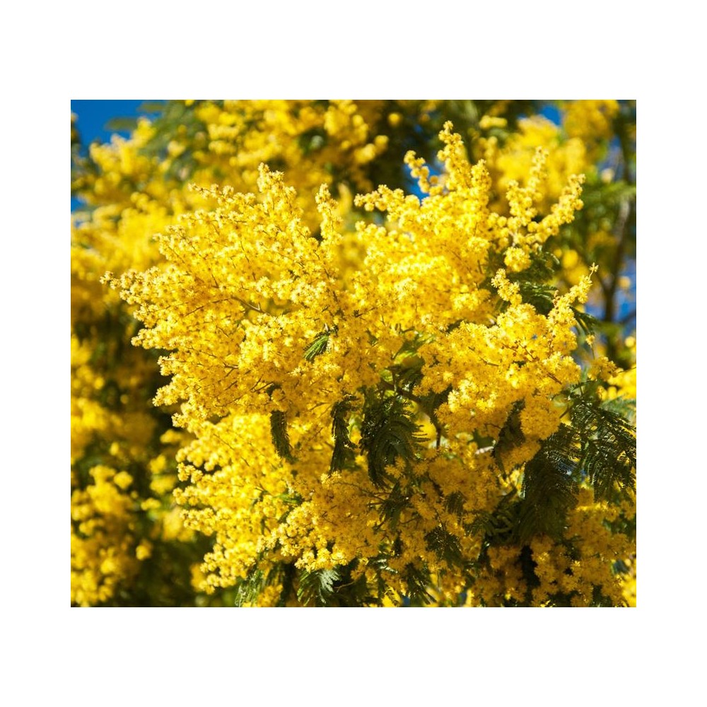 ACACIA dealbata