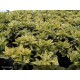 AUCUBA japonica Crotonifolia Aurea