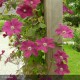 CLEMATIS Variété classique