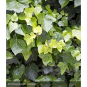 HEDERA helix