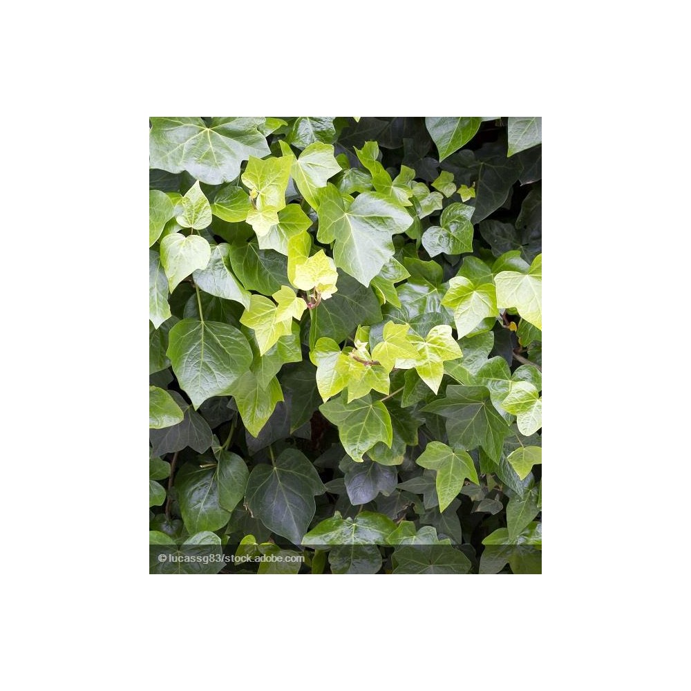 HEDERA helix