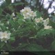 PHILADELPHUS x virginalis